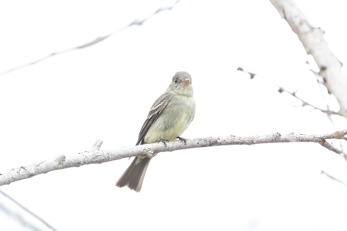 Eastern Wood-Pewee - ML620227758