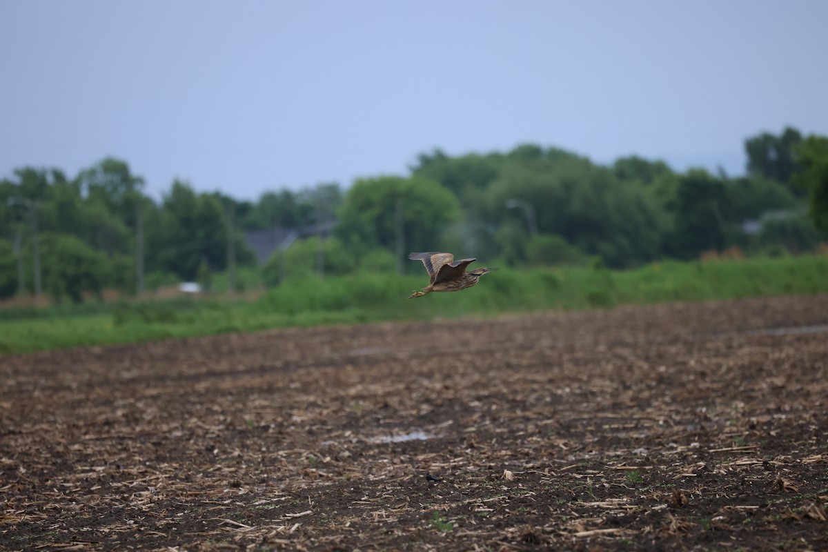 American Bittern - ML620227760