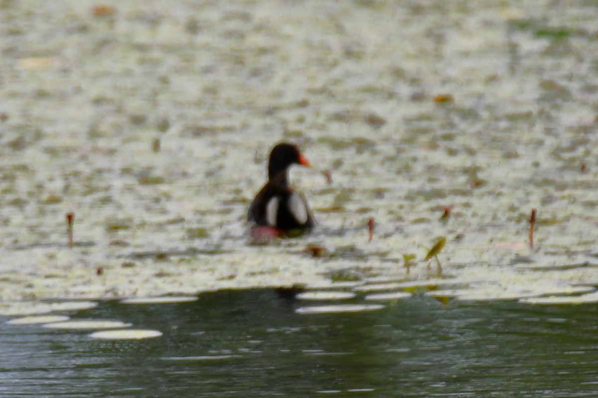 Common Gallinule - ML620227761