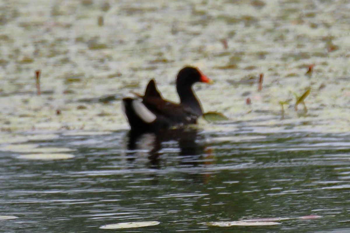 Common Gallinule - ML620227762