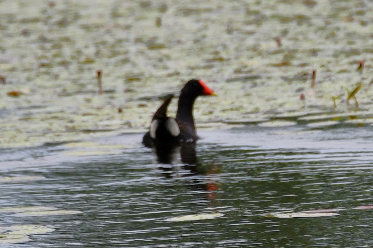 Gallinule d'Amérique - ML620227763