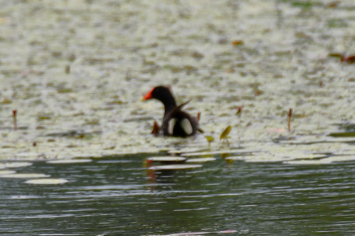 Common Gallinule - ML620227764