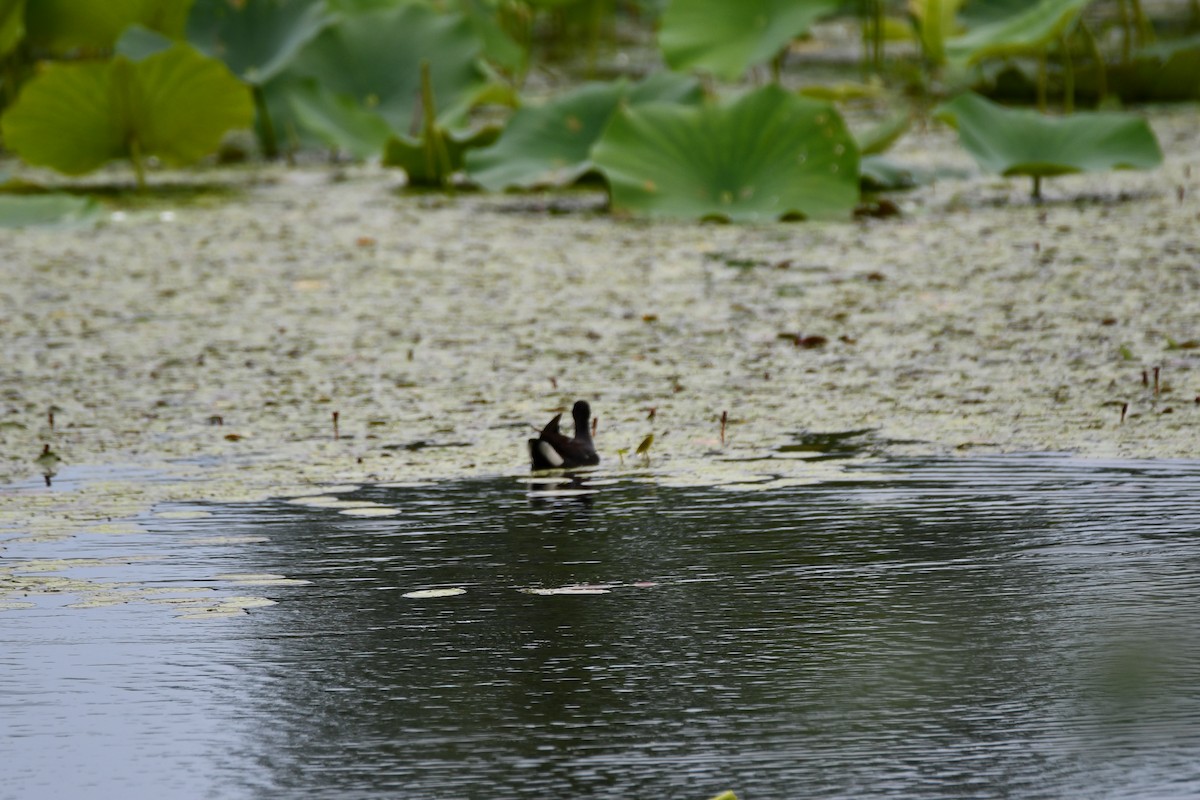 Gallinule d'Amérique - ML620227765