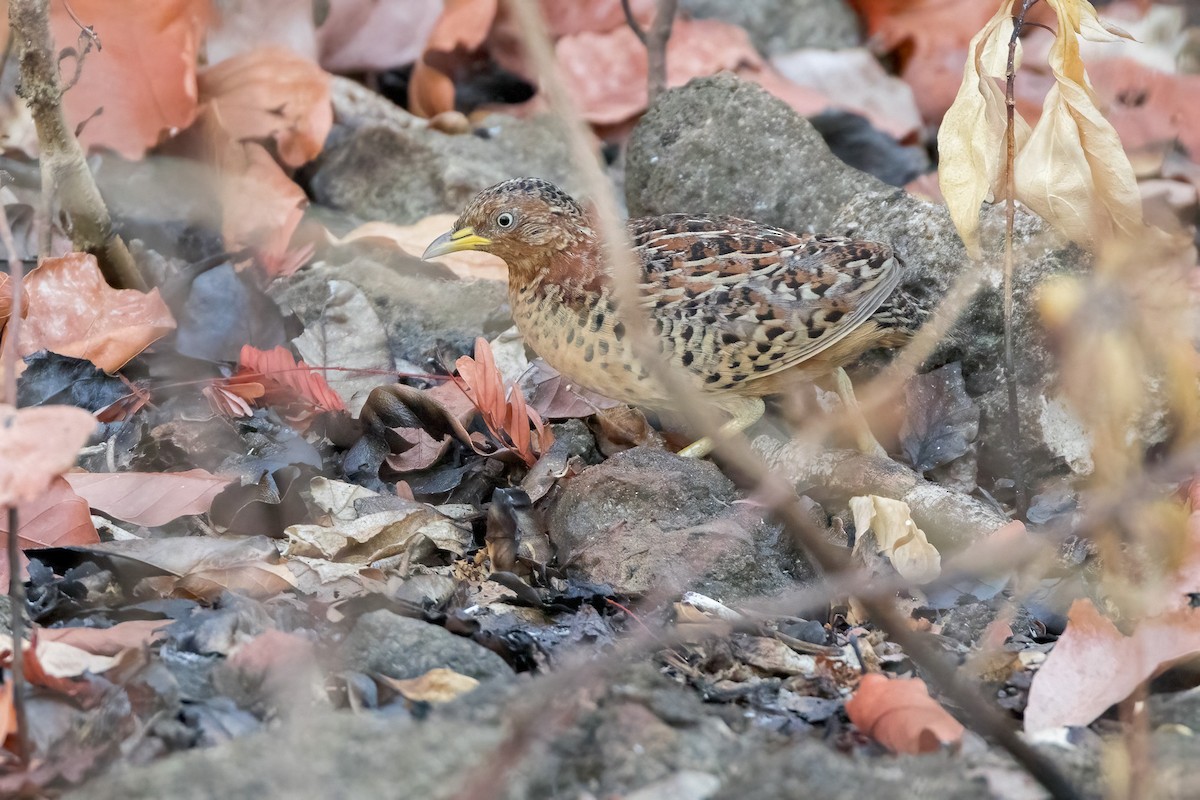 Red-backed Buttonquail - ML620227768