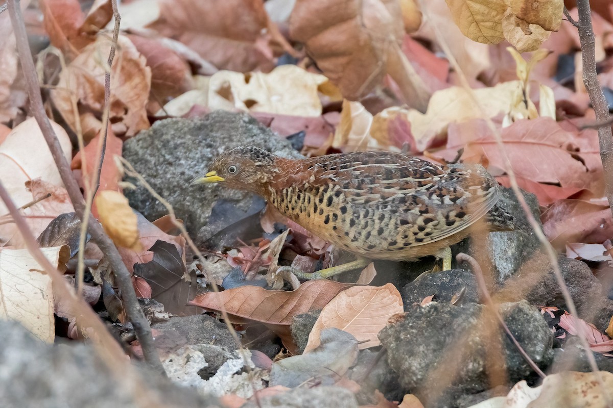 Red-backed Buttonquail - ML620227769