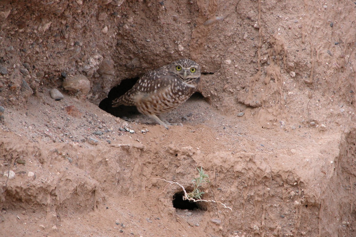 Burrowing Owl - ML620227774