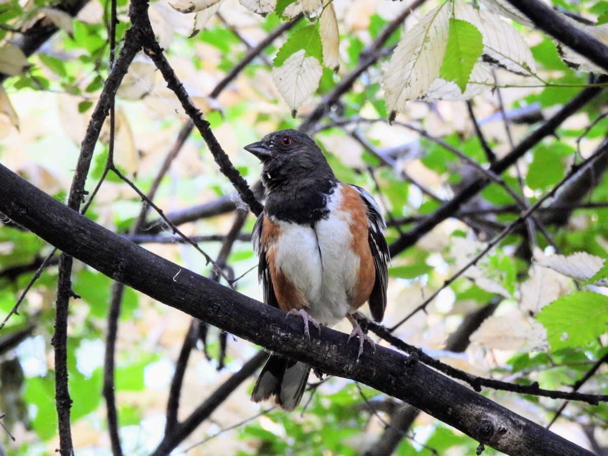 Spotted Towhee - ML620227778