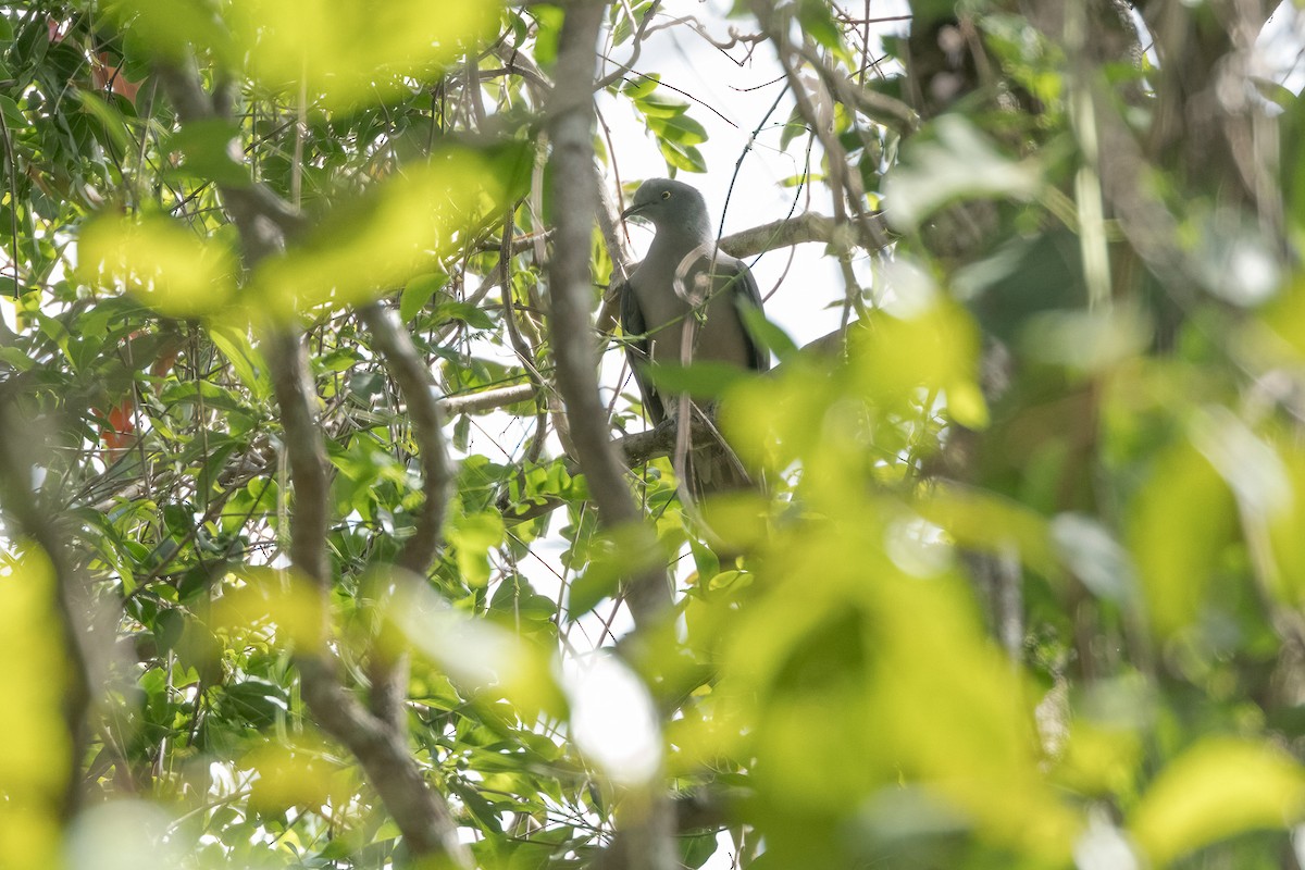 Timor Imperial-Pigeon - ML620227779