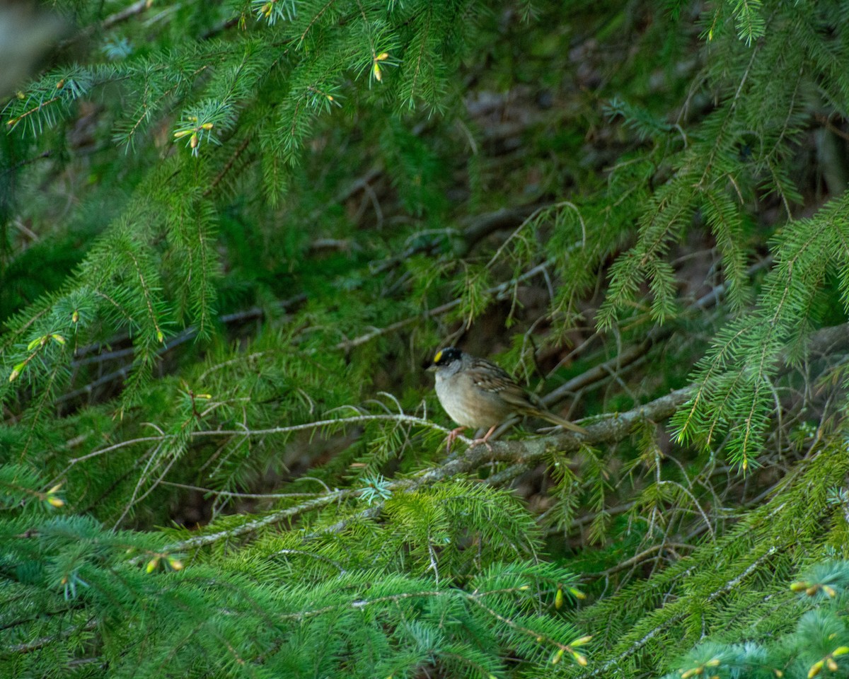 Golden-crowned Sparrow - ML620227788