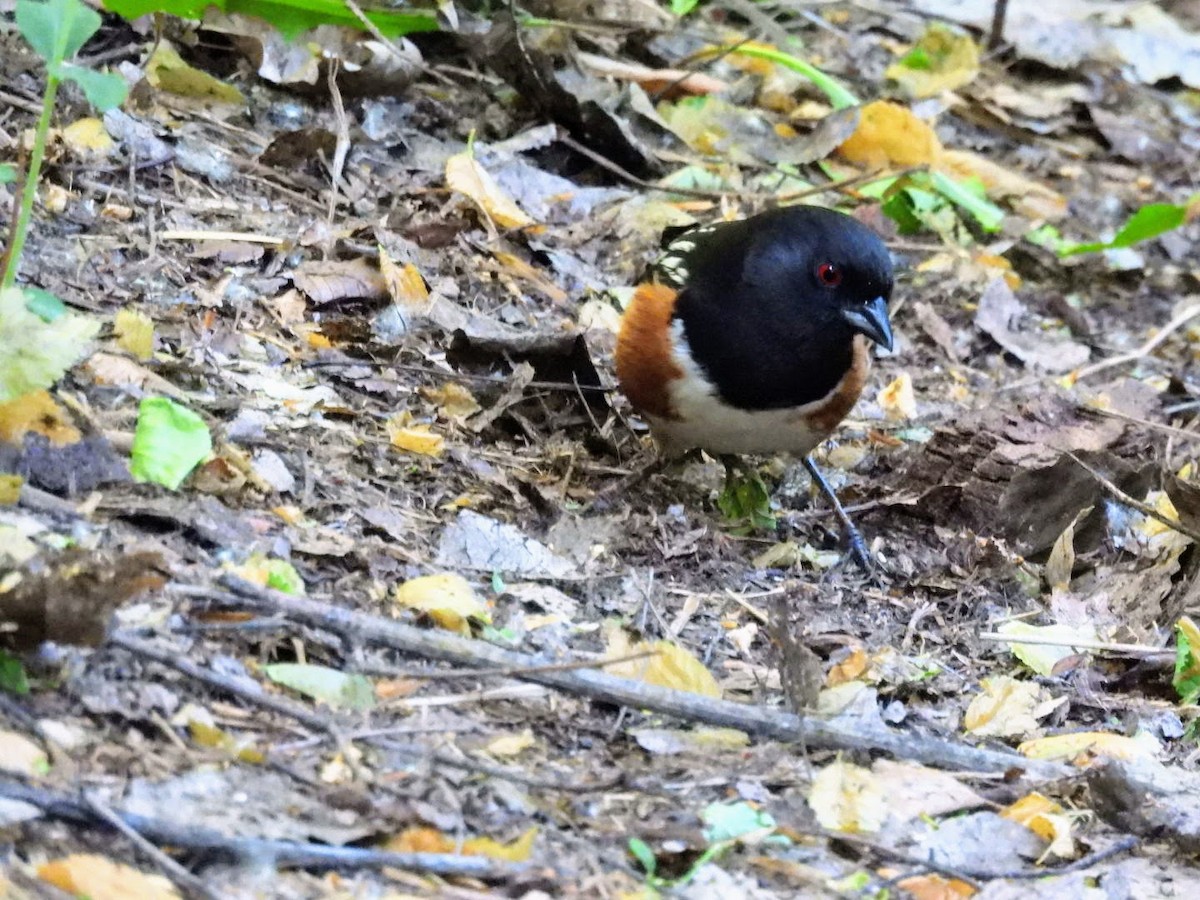 Spotted Towhee - ML620227790