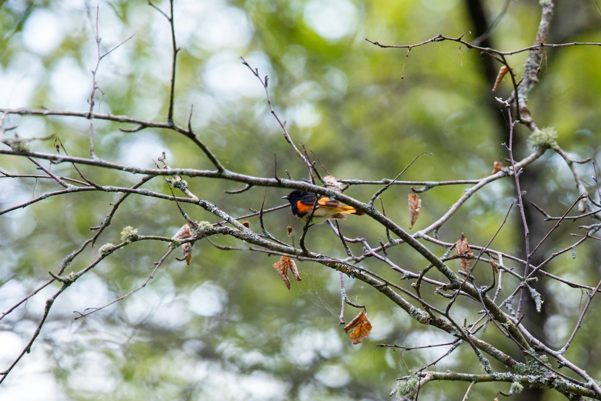 American Redstart - ML620227794