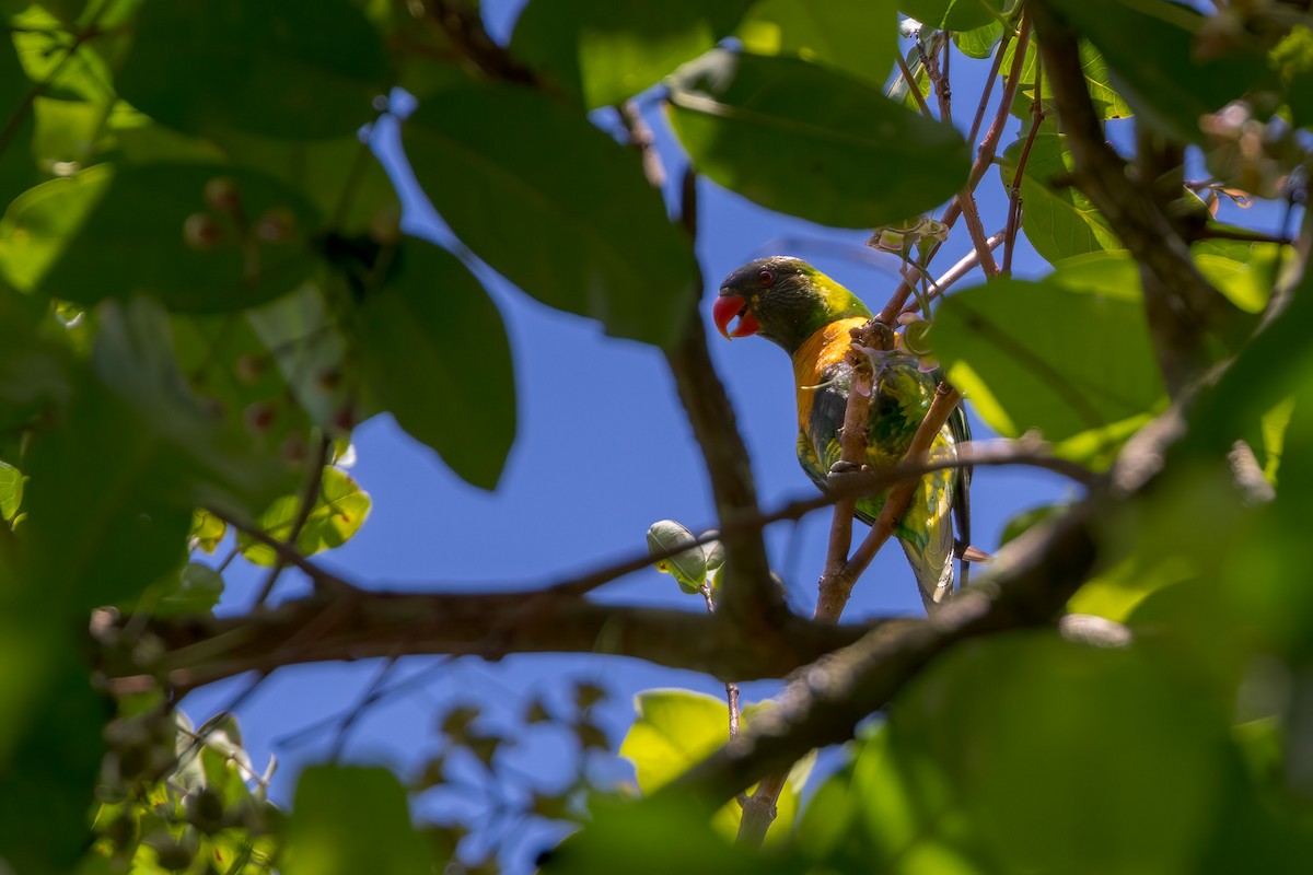 Marigold Loriketi - ML620227795