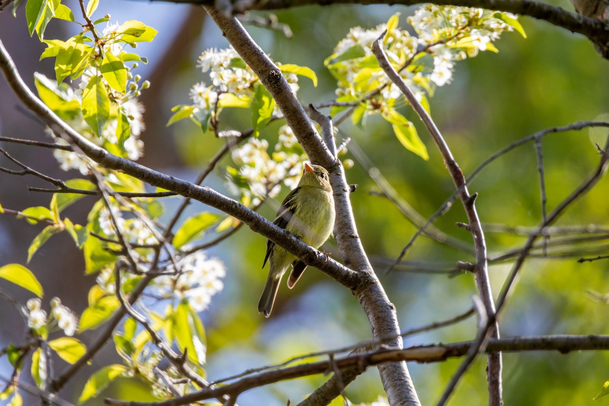 Yellow-bellied Flycatcher - ML620227806