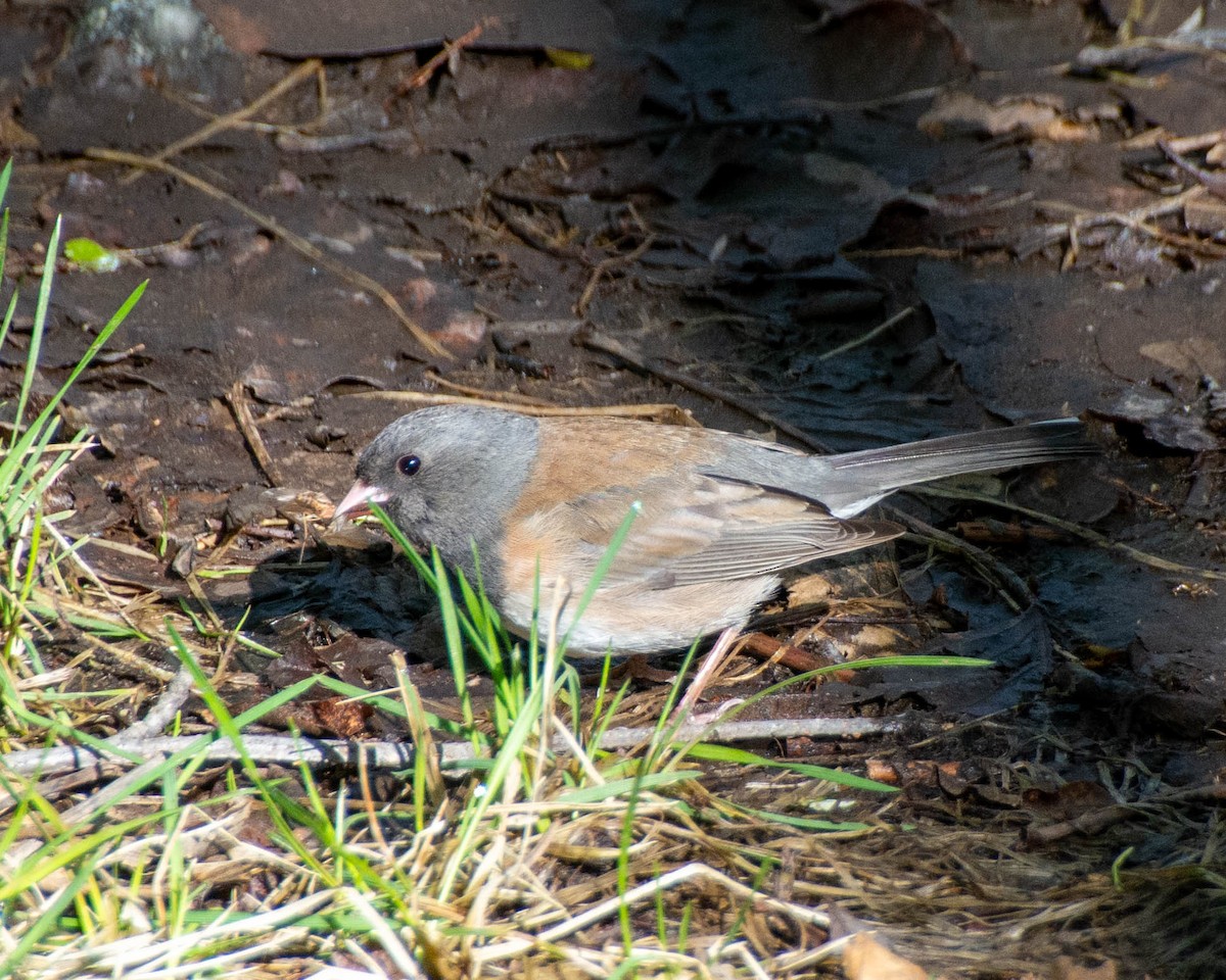 Junco Ojioscuro - ML620227813