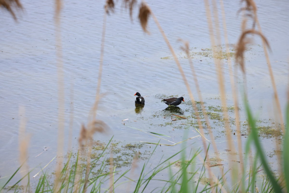 Gallinule d'Amérique - ML620227819