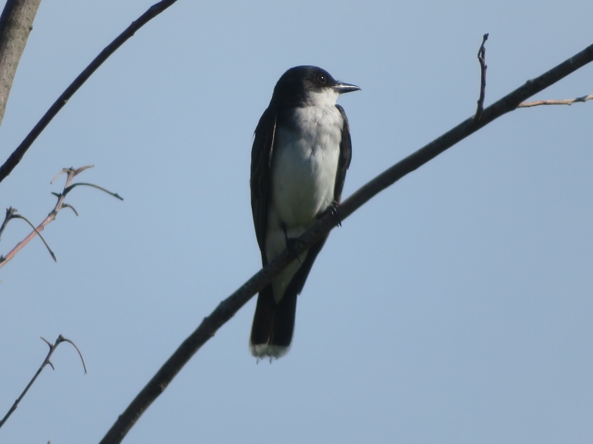 Eastern Kingbird - ML620227826