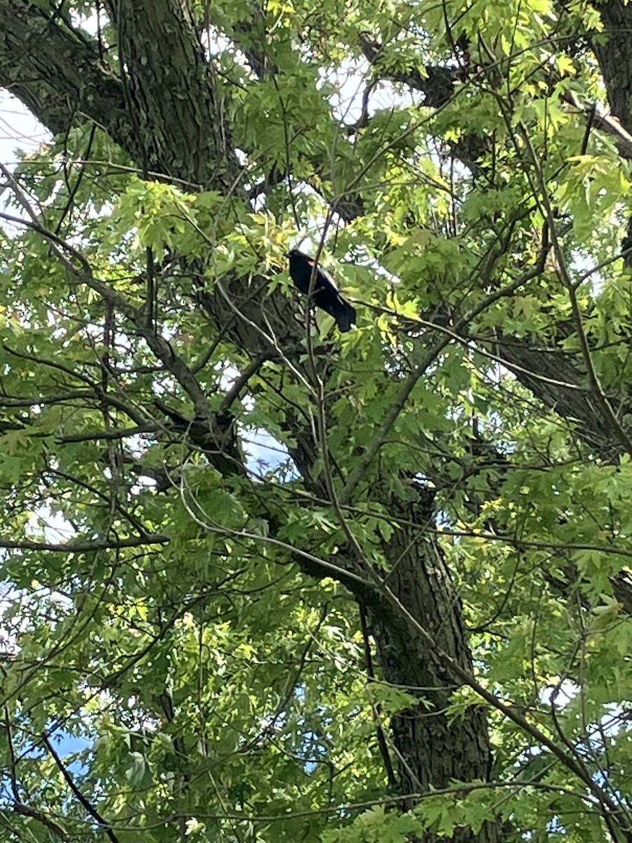 Red-winged Blackbird - ML620227829