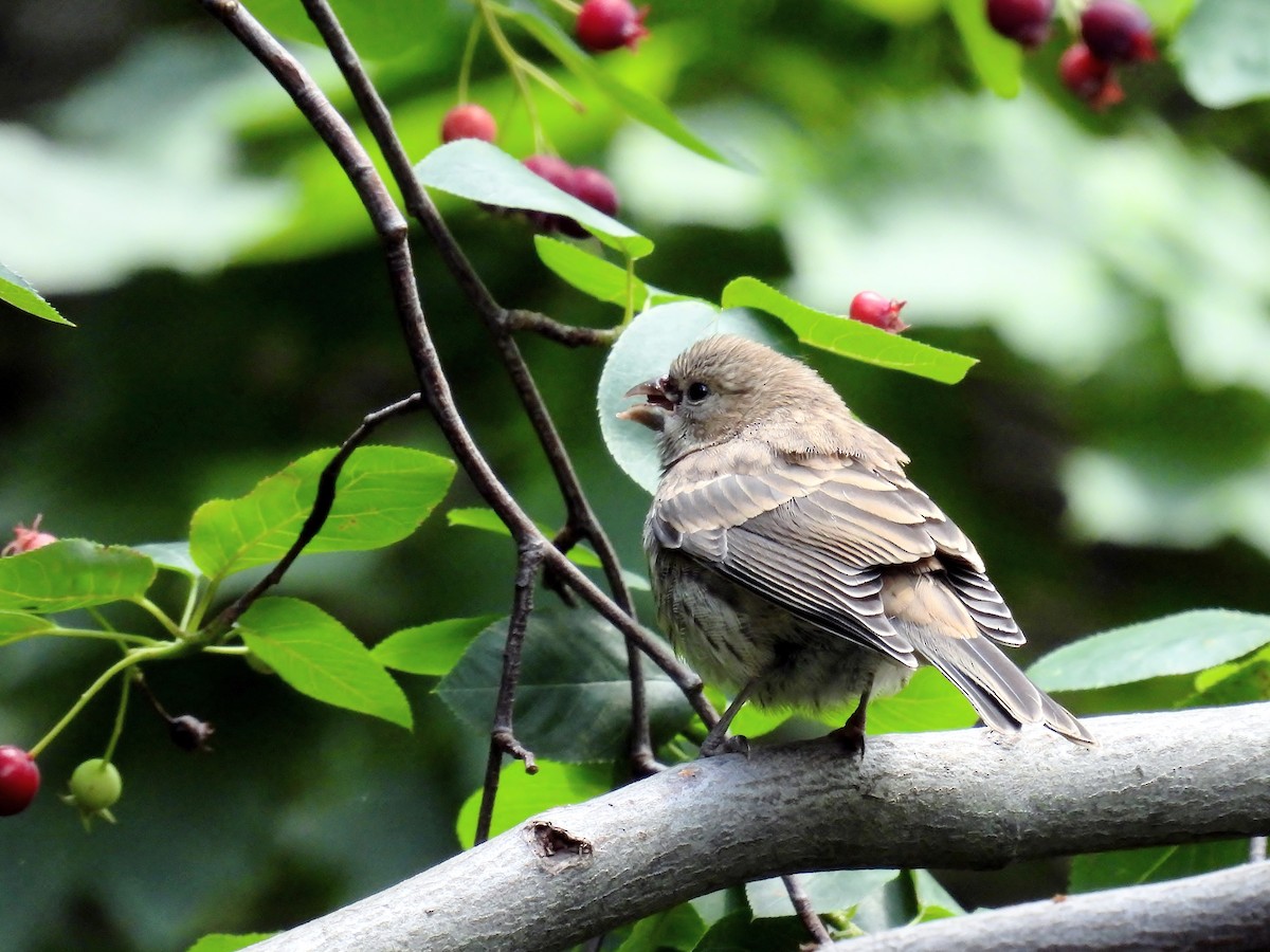 House Finch - ML620227832