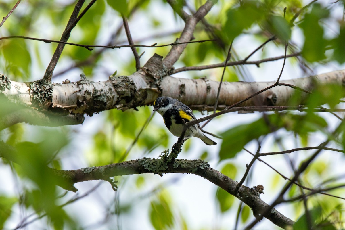 lesňáček žlutoskvrnný (ssp. coronata) - ML620227838