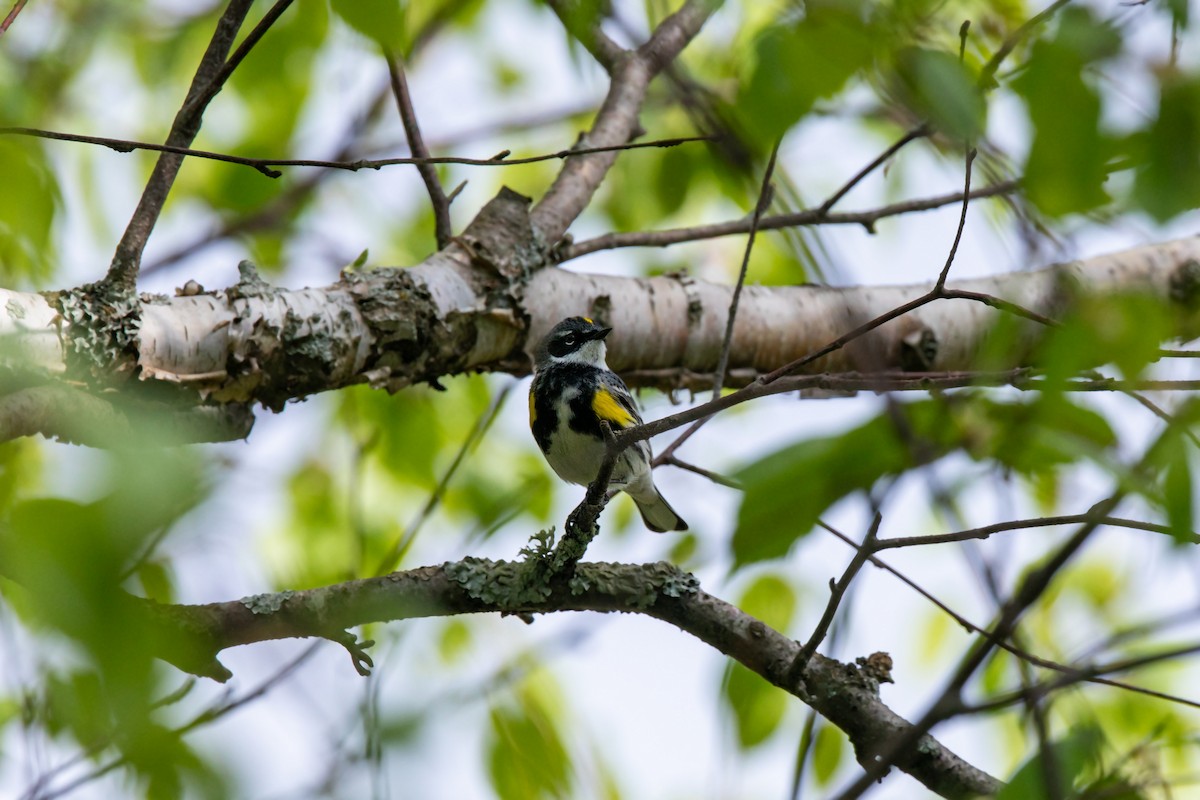 lesňáček žlutoskvrnný (ssp. coronata) - ML620227839