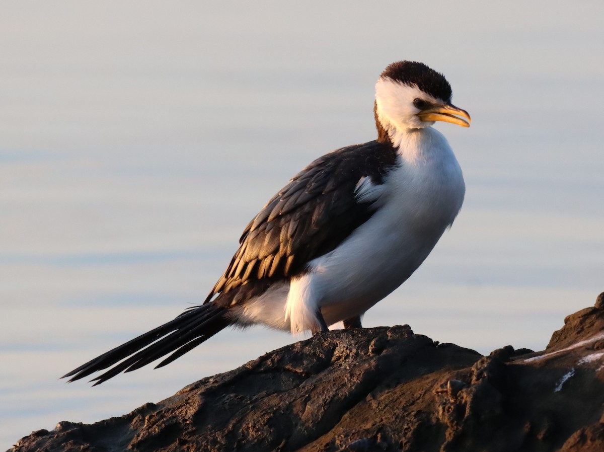 Little Pied Cormorant - ML620227860