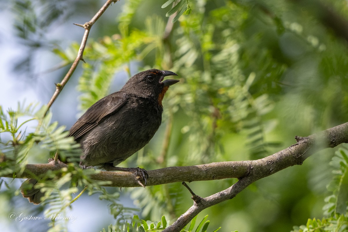 Lesser Antillean Bullfinch - ML620227870