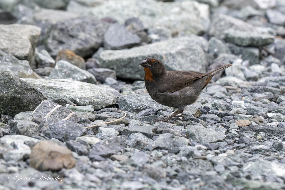 Pèrenoir rougegorge - ML620227871