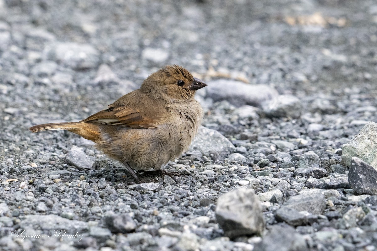 Lesser Antillean Bullfinch - ML620227872