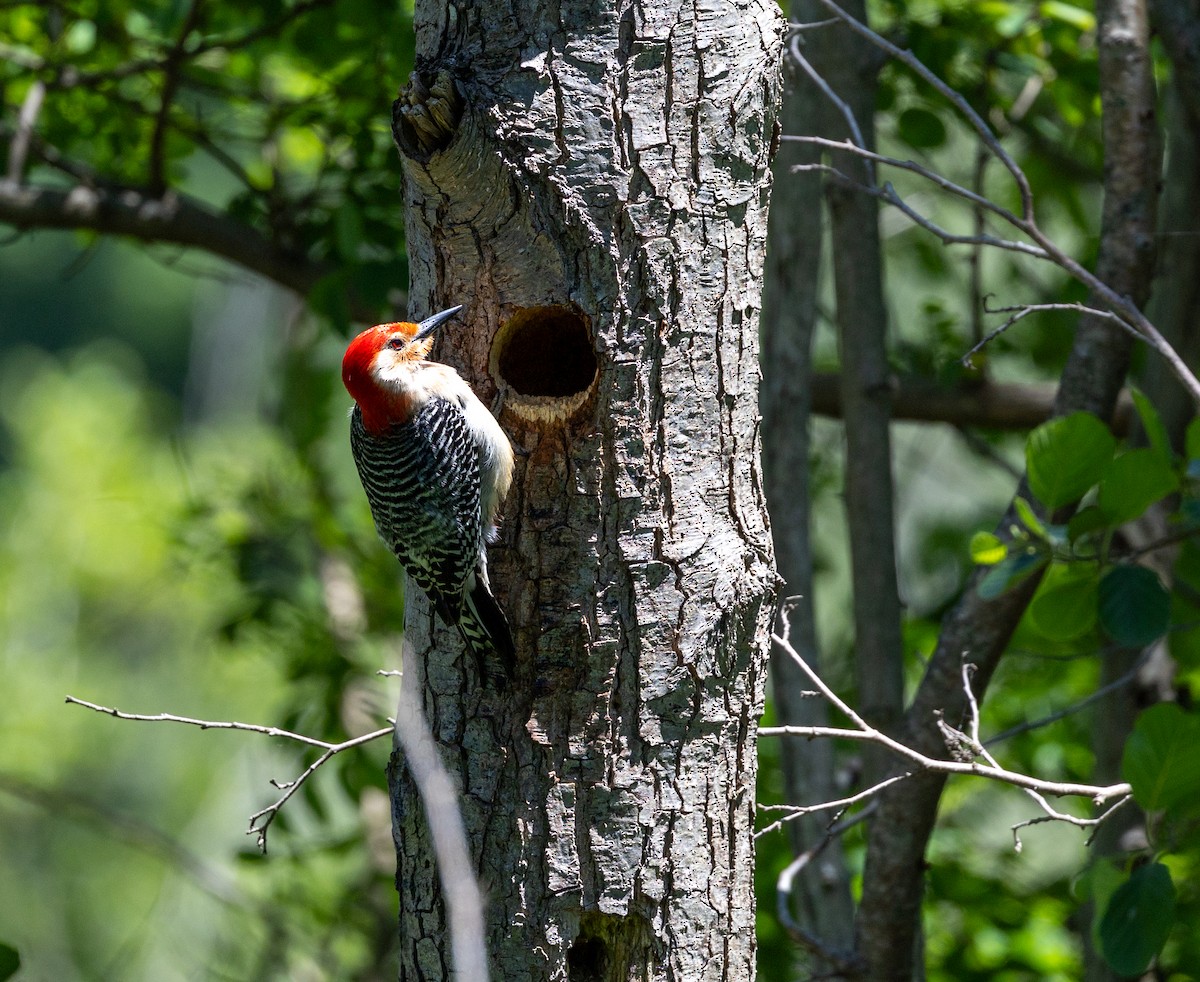 Red-bellied Woodpecker - ML620227874