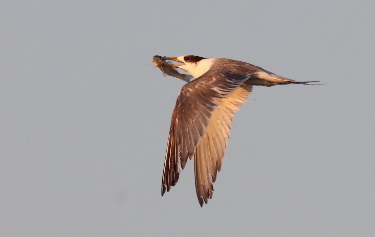 Great Crested Tern - ML620227891