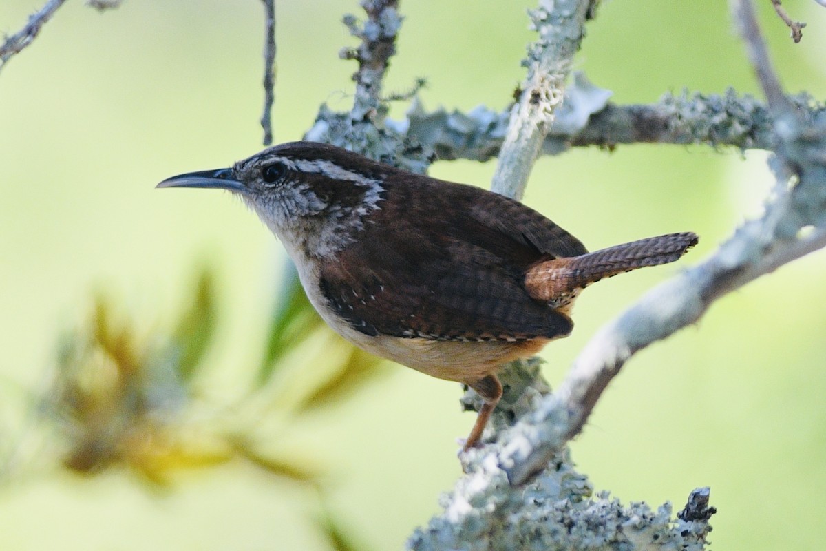 Carolina Wren - jianping dong