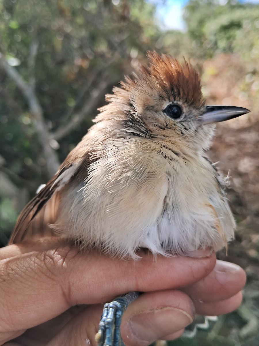 Silvery-cheeked Antshrike - Valeria Torrado