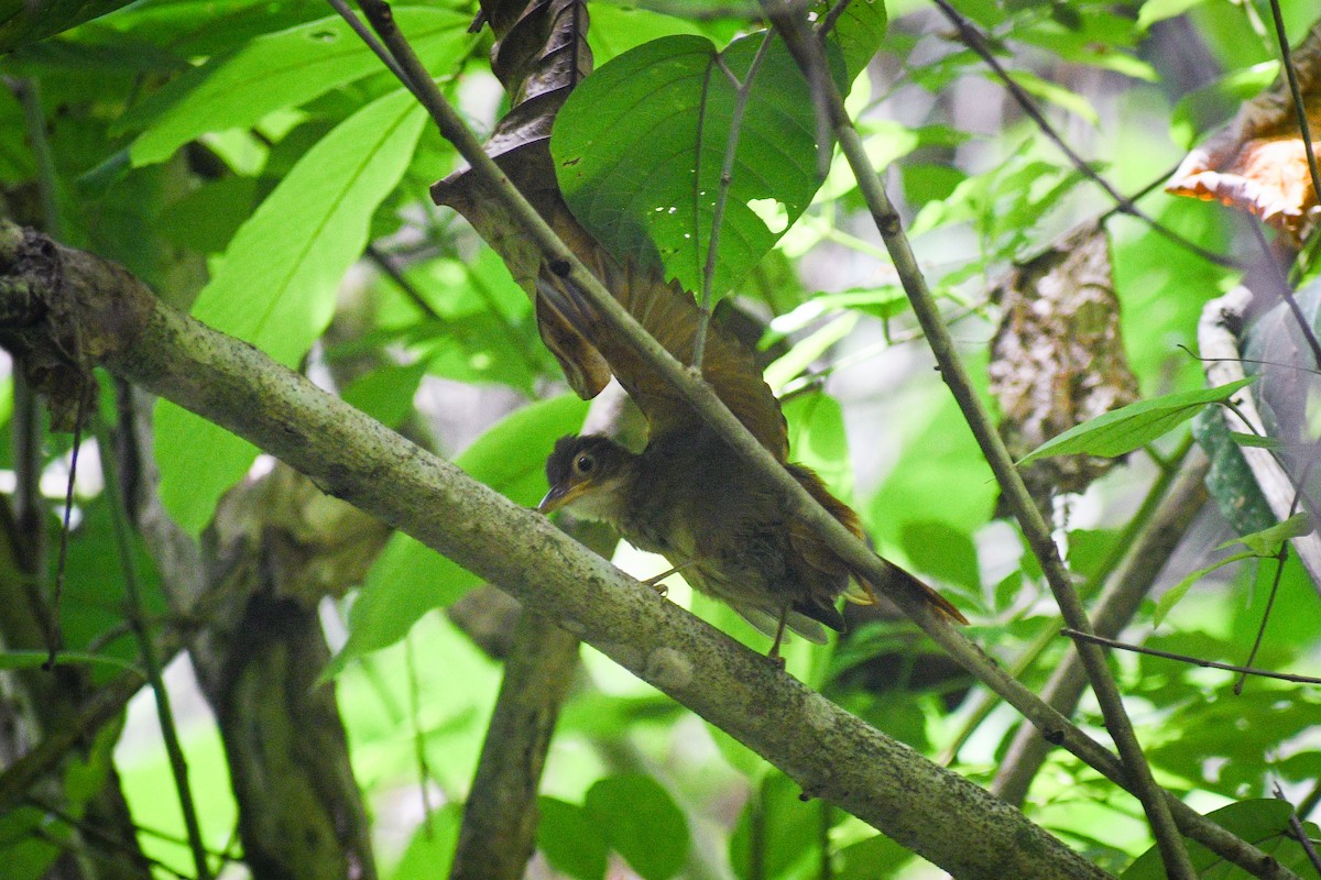 Ochre-throated Foliage-gleaner (pallidigularis) - ML620227903