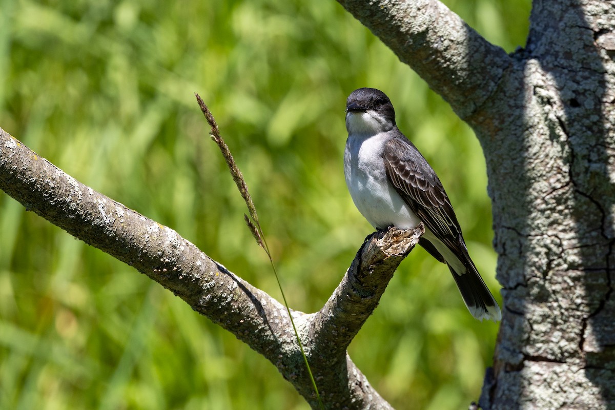 Eastern Kingbird - ML620227913