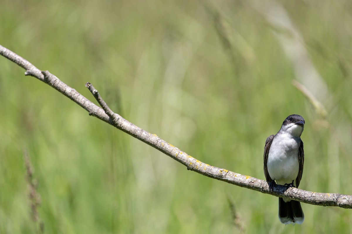 Eastern Kingbird - ML620227914