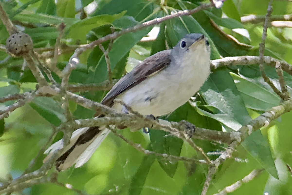 Blue-gray Gnatcatcher - ML620227921