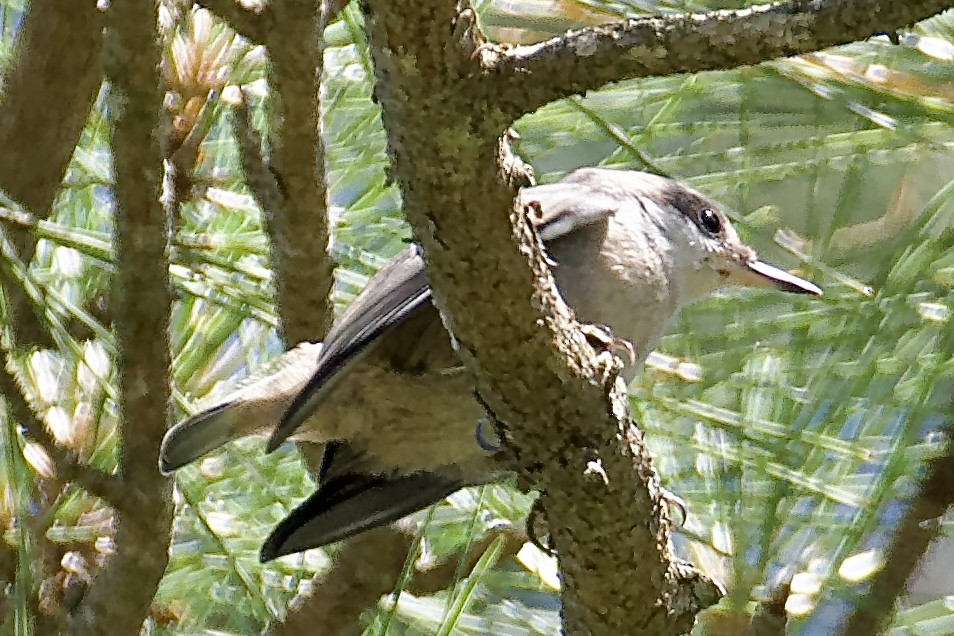 Blue-gray Gnatcatcher - ML620227922