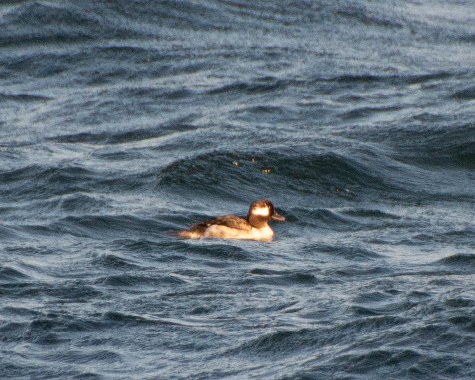 Ruddy Duck - ML620227925