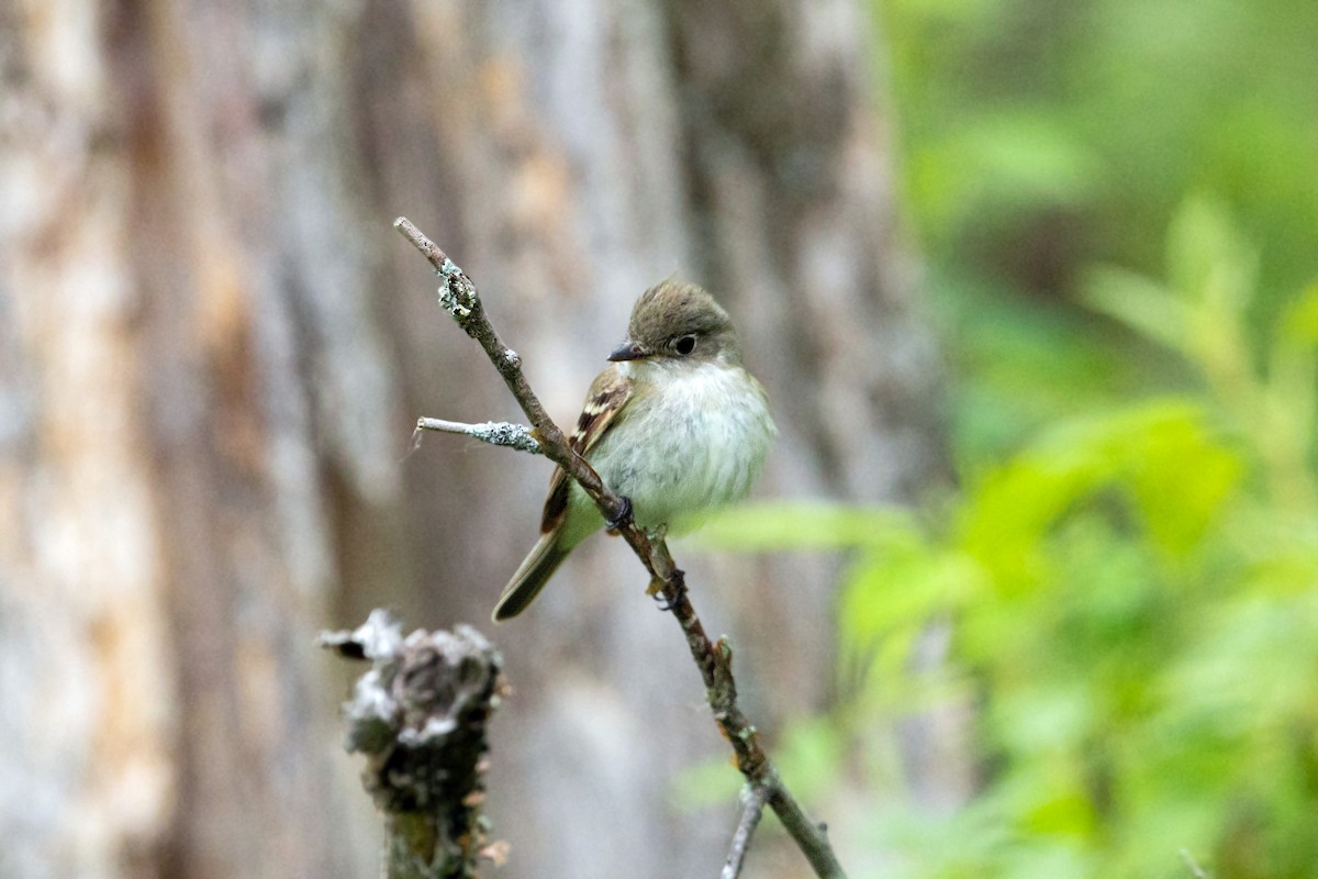 Least Flycatcher - William Clark