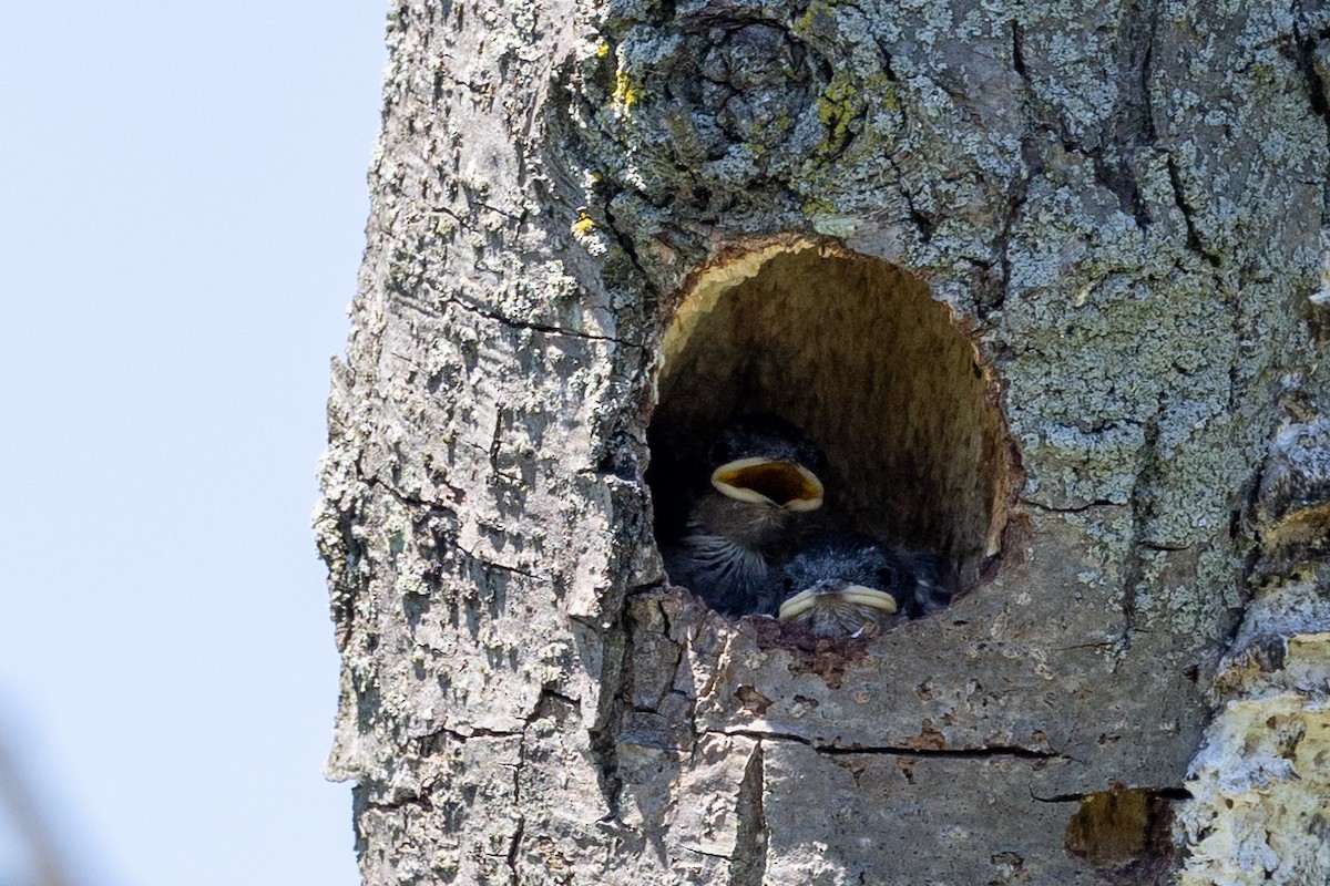 Golondrina Bicolor - ML620227931