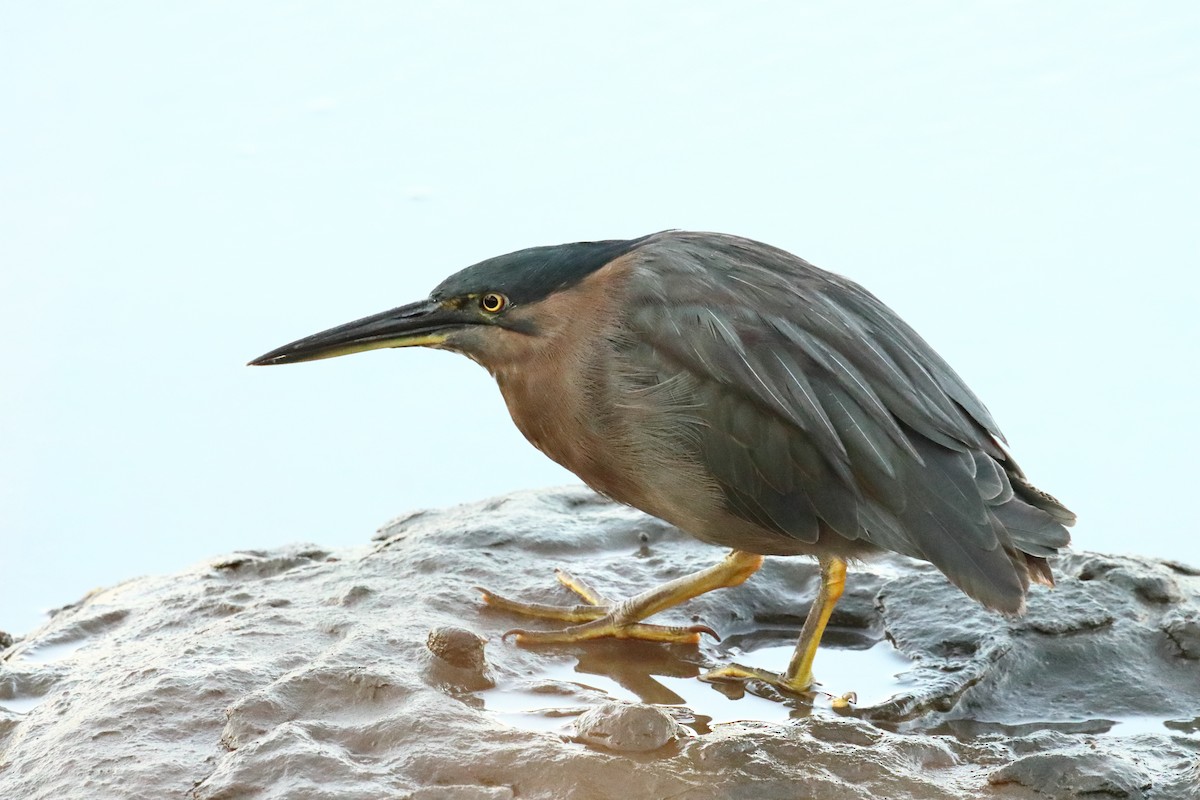 Striated Heron - ML620227935