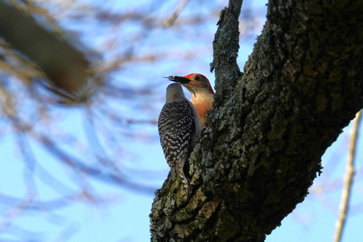 Red-bellied Woodpecker - ML620227952