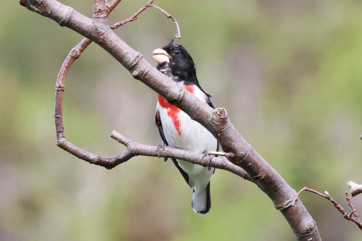 Cardinal à poitrine rose - ML620227956