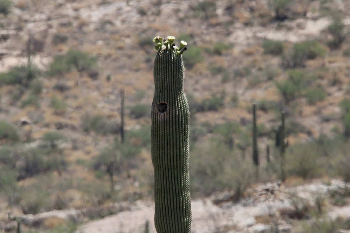 saguarospett - ML620227964