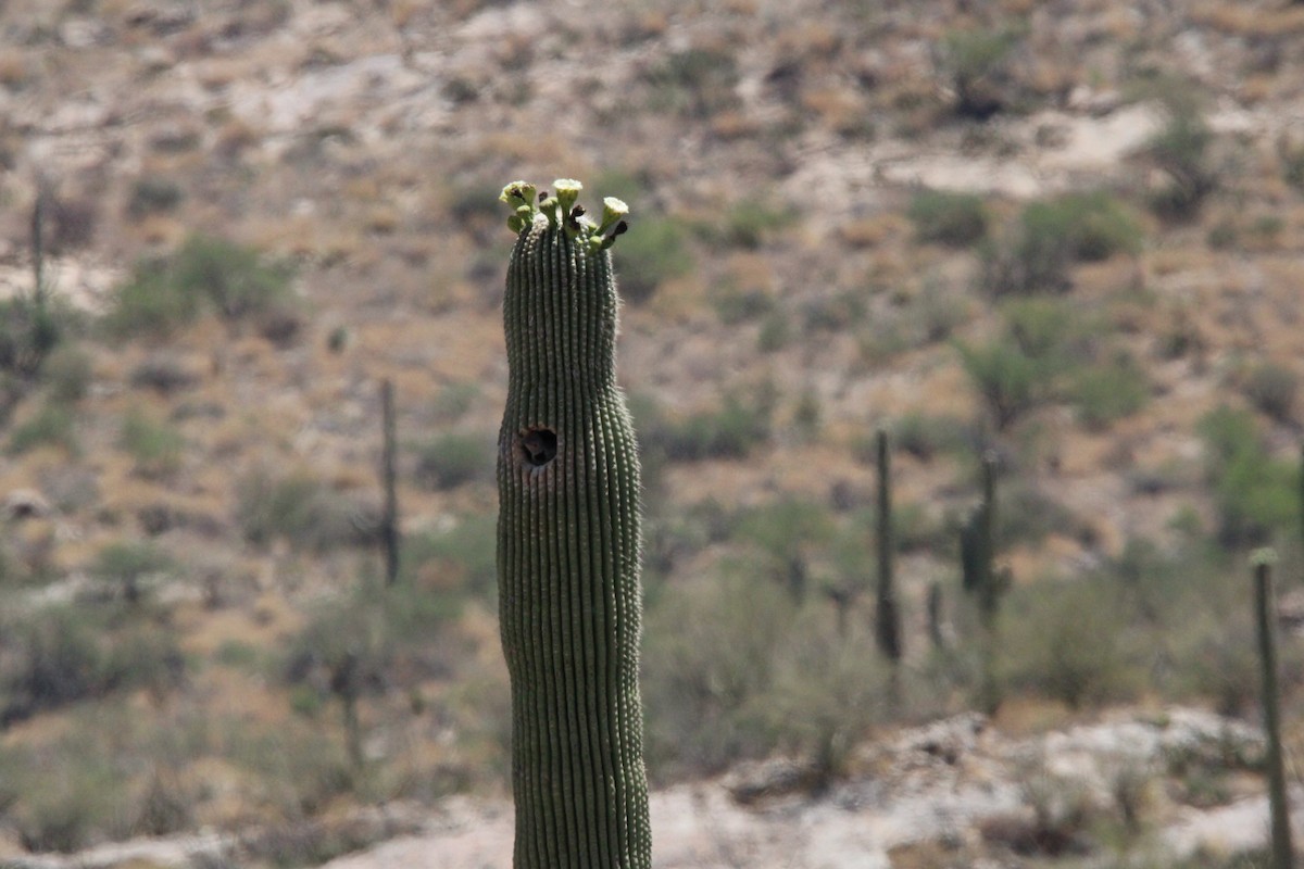 saguarospett - ML620227965