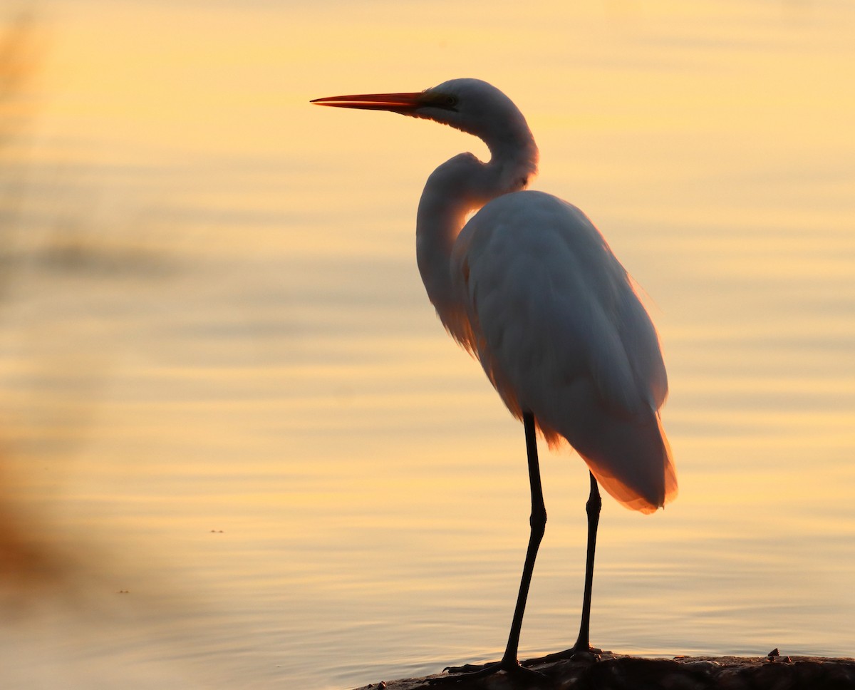 Great Egret - ML620227970