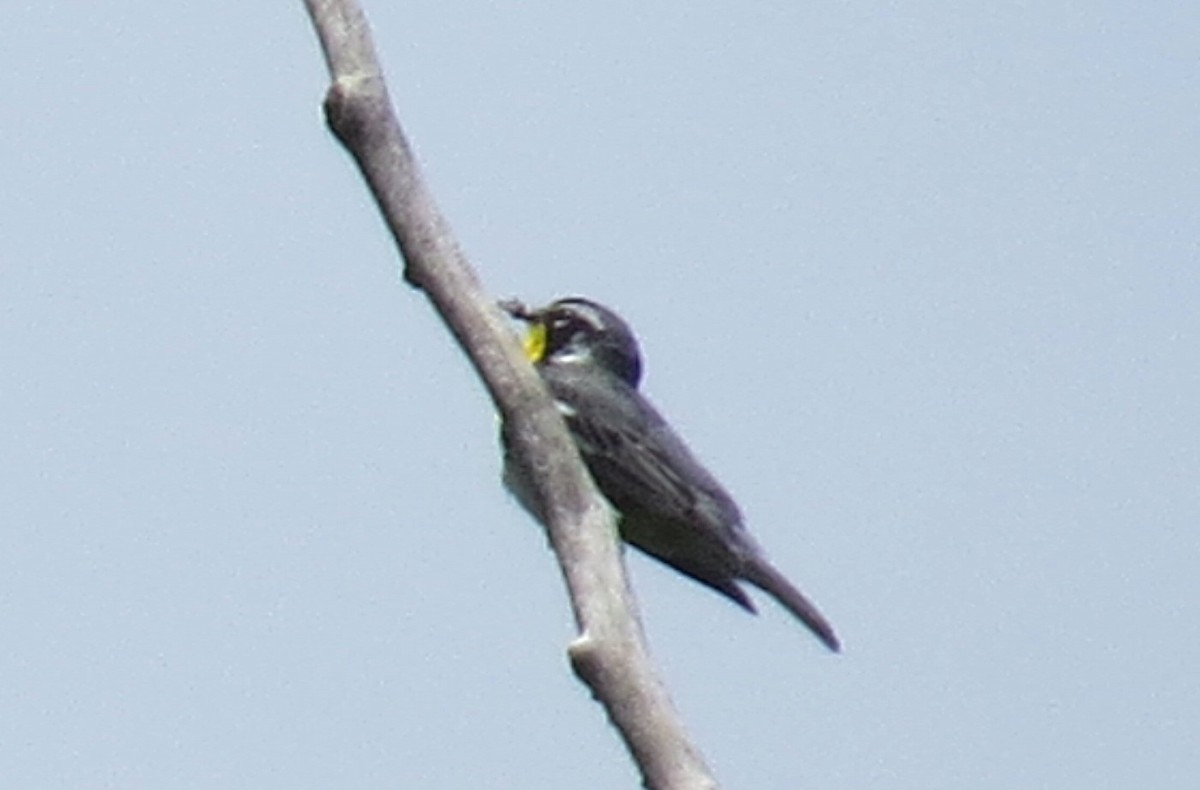 Yellow-throated Warbler - ML620227971