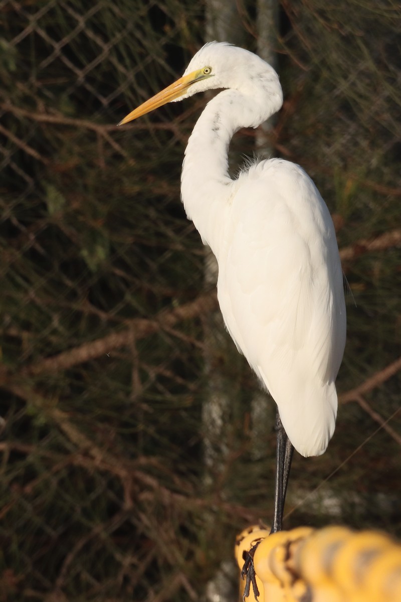 Great Egret - ML620227981