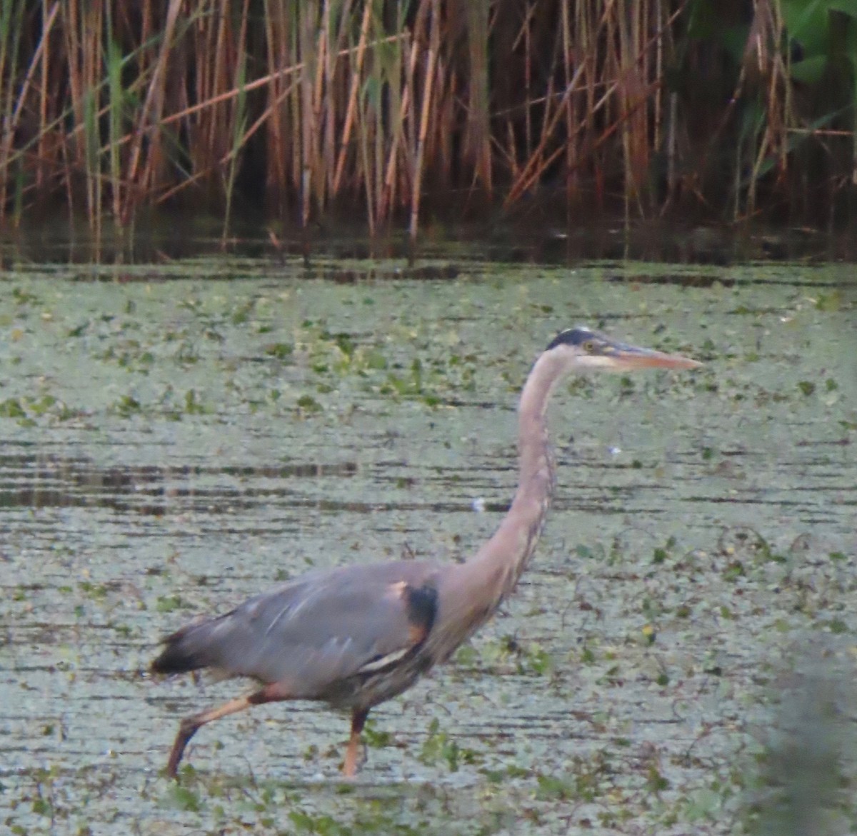 Great Blue Heron - ML620227986