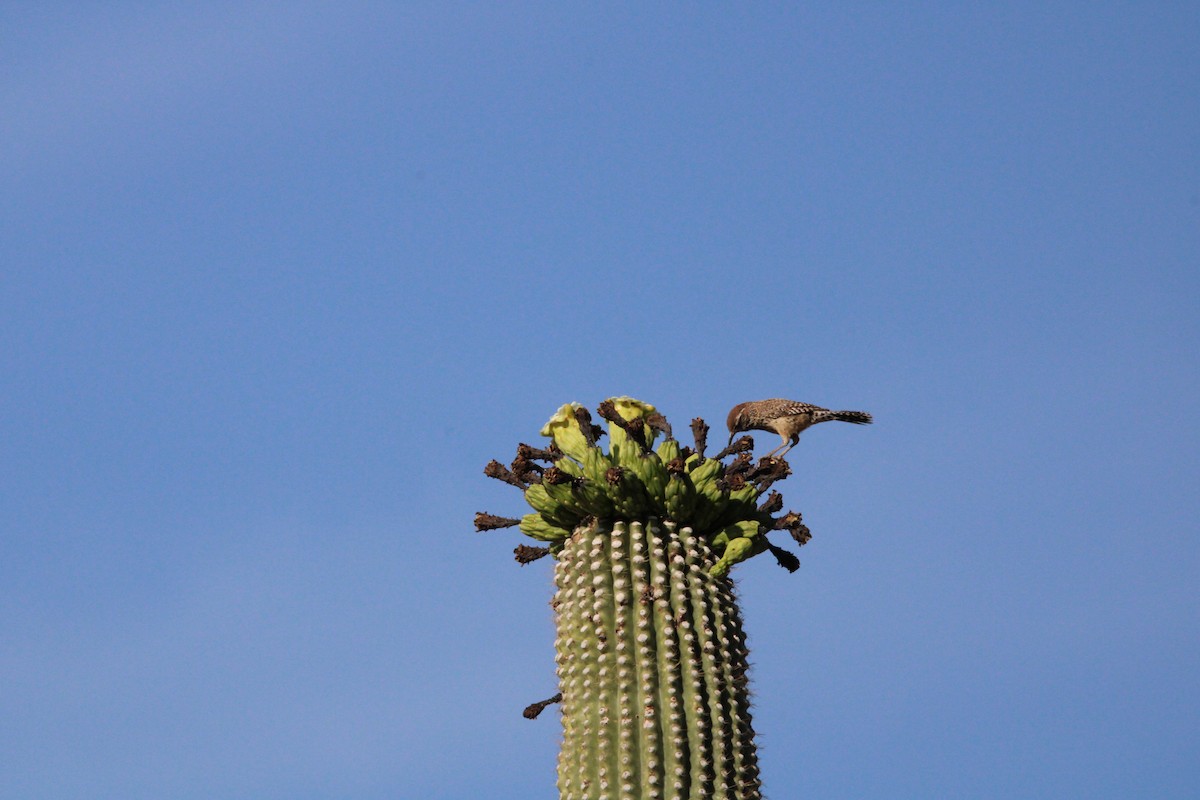 Troglodyte des cactus - ML620227987
